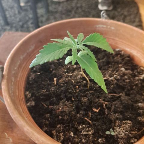 Ljubičica growlog timeline photo