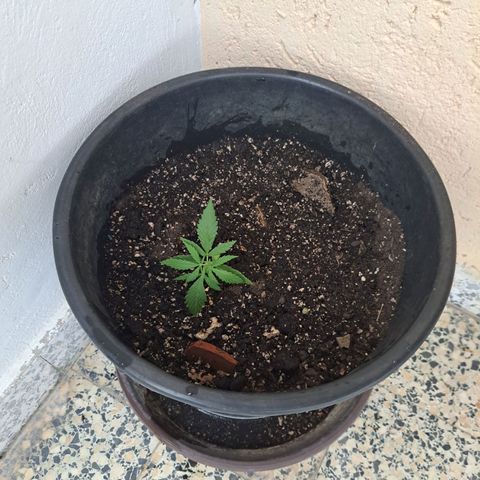 Ljubičica growlog timeline photo