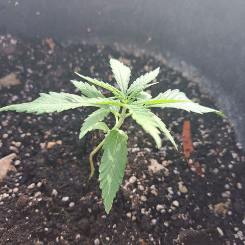 Ljubičica growlog photo: Lipotica