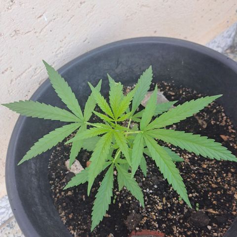 Ljubičica growlog timeline photo
