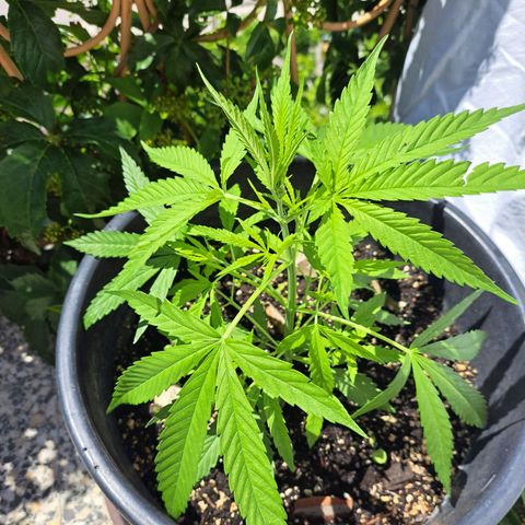 Ljubičica growlog photo: Bice dobra
