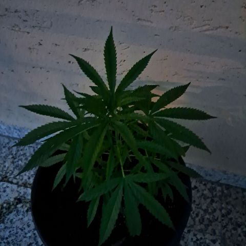 Ljubičica growlog timeline photo
