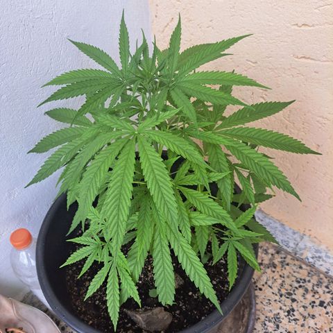 Ljubičica growlog photo: Vonja liga vonja
