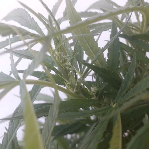 Ljubičica growlog timeline photo