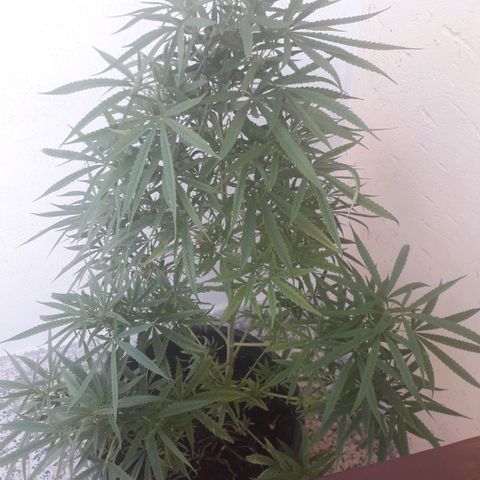 Ljubičica growlog timeline photo