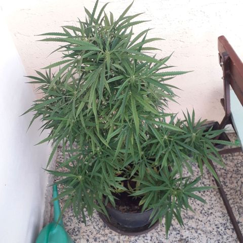 Ljubičica growlog timeline photo