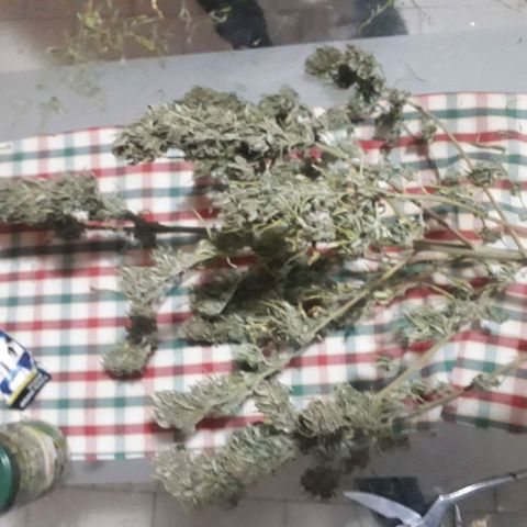 Ljubičica growlog timeline photo