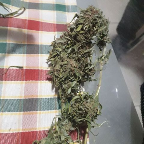 Ljubičica growlog timeline photo