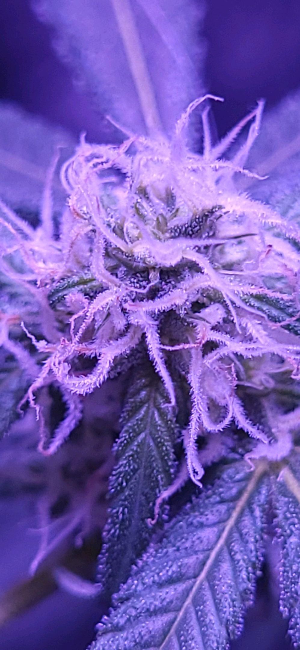 Strawberry kush growlog header