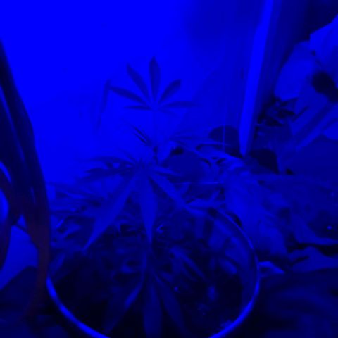 Strawberry kush growlog photo