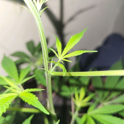 Strawberry kush growlog photo