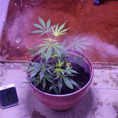 Strawberry kush growlog photo