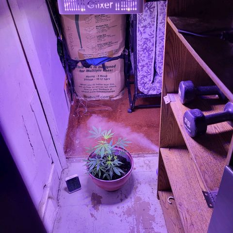 Strawberry kush growlog photo
