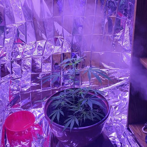 Strawberry kush growlog photo