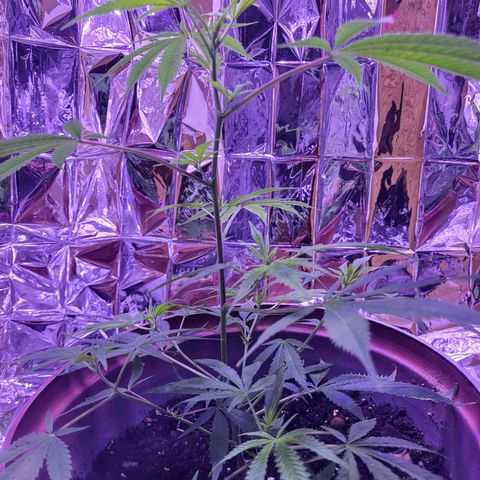 Strawberry kush growlog photo: Slightly bent the stems to direction them to optimal light coverage. 