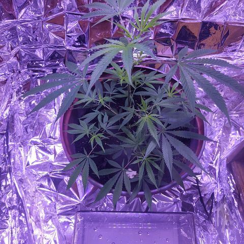 Strawberry kush growlog photo: Slightly bent the stems to direction them to optimal light coverage. 