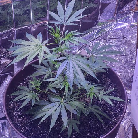 Strawberry kush growlog photo: A little nutrient burn can be seen on the lower leaves and a little light burn as well on one of the leaves as well. The soil I used contains nutrients as well so the burns shouldn't be a big issue as long as I don't feed them more until the soil is near depletion. I also moved the light from 24cm to 36cm to see if that's enough to stop burns from forming for a few days until another adjustment. 