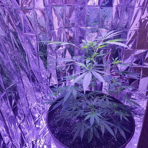 Strawberry kush growlog photo: She's almost at half the height I want her to so soon I'll switch her over to flowering and a 12/12 light cycle.
