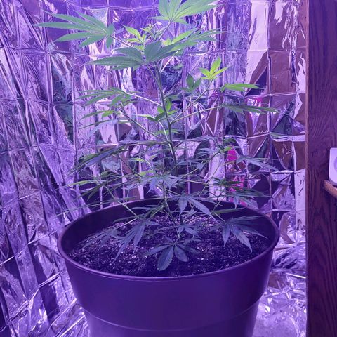 Strawberry kush growlog photo: She's almost at half the height I want her to so soon I'll switch her over to flowering and a 12/12 light cycle.