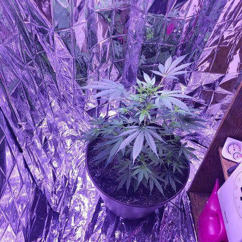 Strawberry kush growlog photo: She's almost at half the height I want her to so soon I'll switch her over to flowering and a 12/12 light cycle.