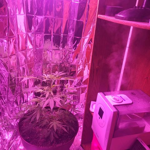 Strawberry kush growlog photo: Turned on both bloom and veg lights to get her ready for blooming and will turn her cycle down to 12/12 next week so she can finish off her new growth 