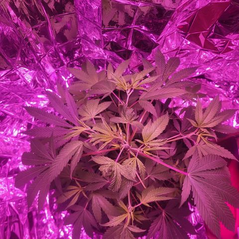 Strawberry kush growlog photo: Tall enough to where I can switch her into flowering, but I did notice signs of ph imbalance in the leaves. Will have to be more careful with water in the future.