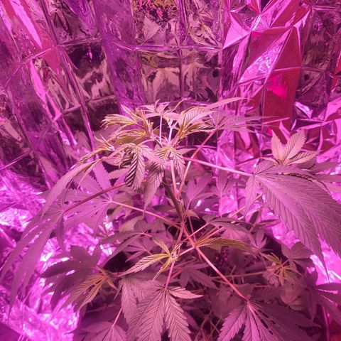Strawberry kush growlog photo: Tall enough to where I can switch her into flowering, but I did notice signs of ph imbalance in the leaves. Will have to be more careful with water in the future.