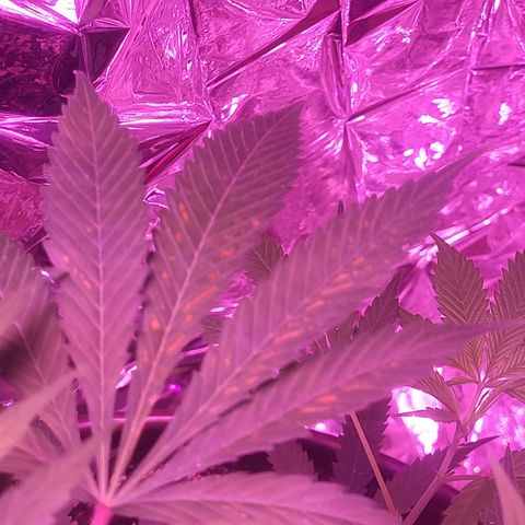 Strawberry kush growlog photo: Tall enough to where I can switch her into flowering, but I did notice signs of ph imbalance in the leaves. Will have to be more careful with water in the future.