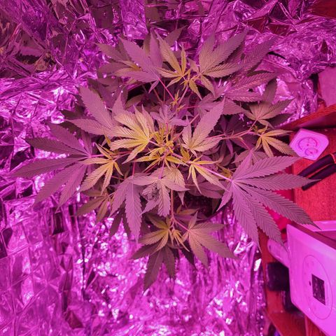 Strawberry kush growlog photo: She's about half the size I want so she will be going into flowering within next few days. I do need to keep track of the damaged leaves.