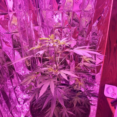 Strawberry kush growlog timeline photo
