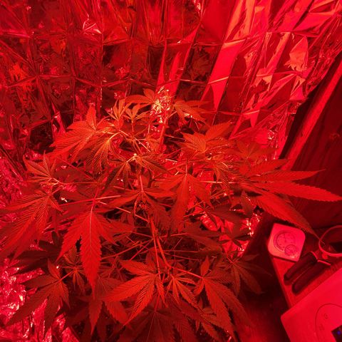 Strawberry kush growlog photo: She's filling up most of the room wich is good, hope she gets a little more height but the flowering sites I see look good and there's quite a few.