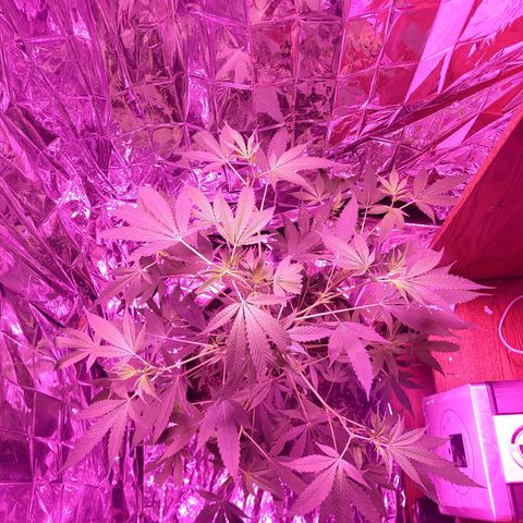 Strawberry kush growlog photo: She's growing at a nice rate