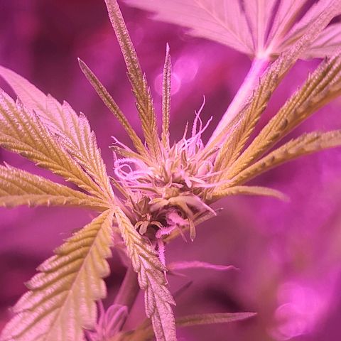 Strawberry kush growlog photo: Started to bud