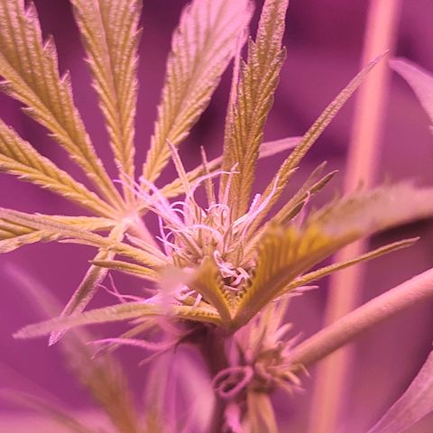 Strawberry kush growlog photo: Started to bud