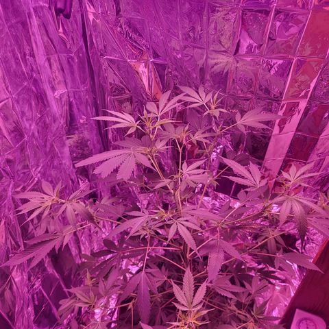 Strawberry kush growlog timeline photo
