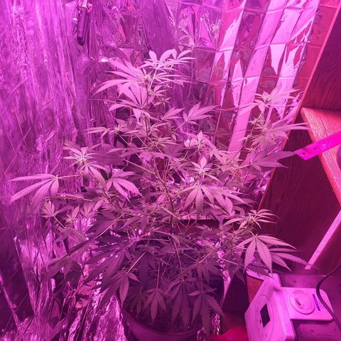Strawberry kush growlog timeline photo
