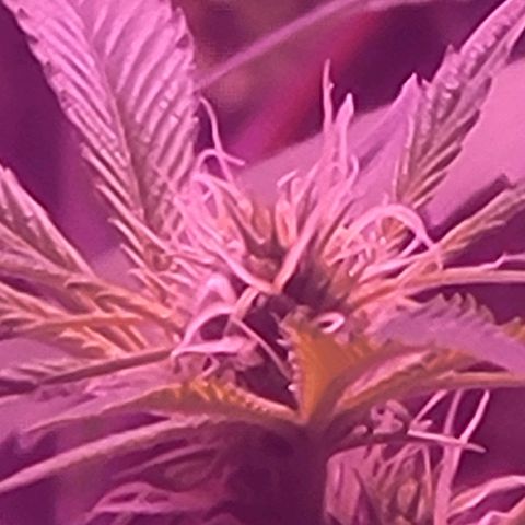Strawberry kush growlog timeline photo