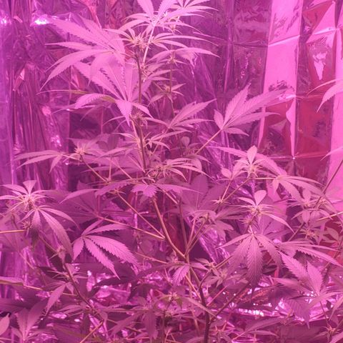 Strawberry kush growlog timeline photo