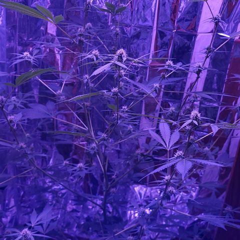 Strawberry kush growlog timeline photo