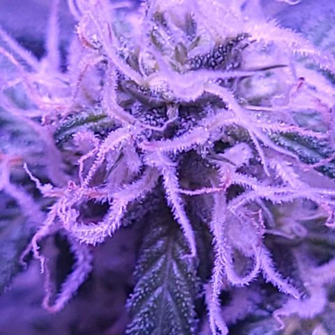 Strawberry kush growlog timeline photo
