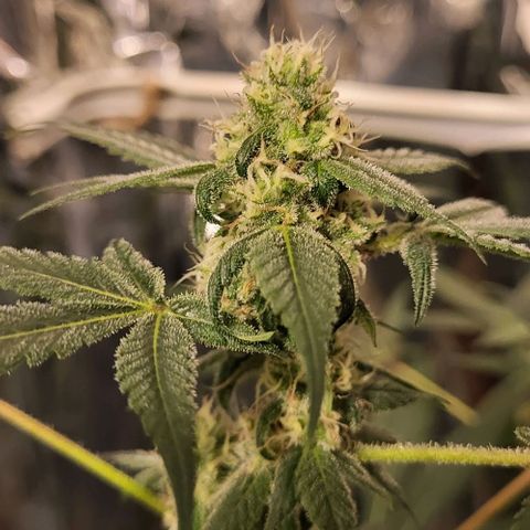 Strawberry kush growlog timeline photo