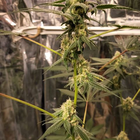 Strawberry kush growlog timeline photo