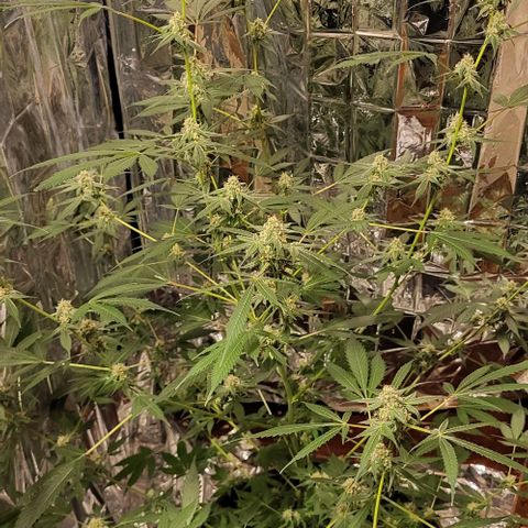 Strawberry kush growlog timeline photo