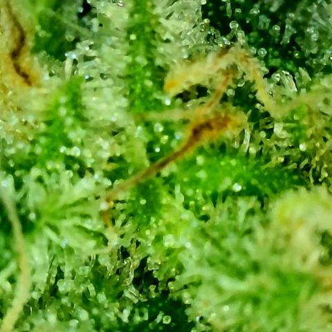 Strawberry kush growlog photo: Trichomes coming along

