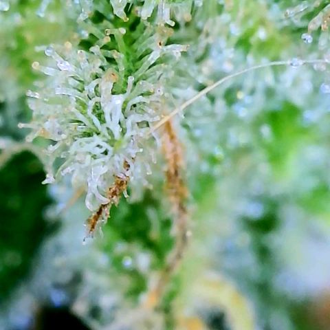 Strawberry kush growlog timeline photo