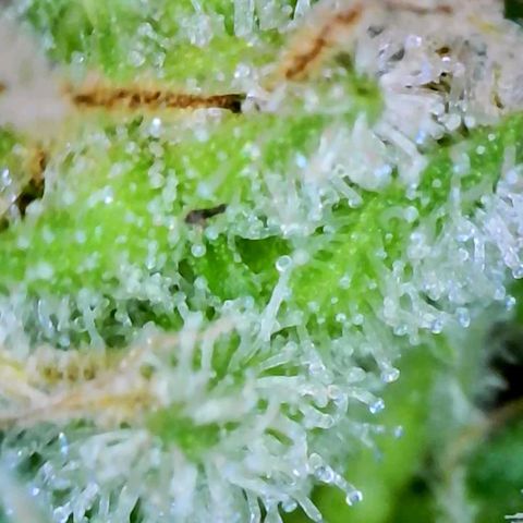 Strawberry kush growlog timeline photo