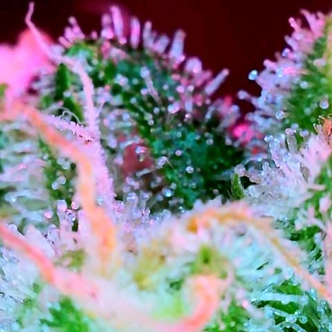Strawberry kush growlog timeline photo
