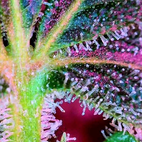 Strawberry kush growlog timeline photo