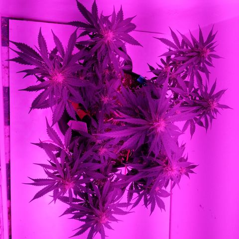 AC/DC growlog timeline photo