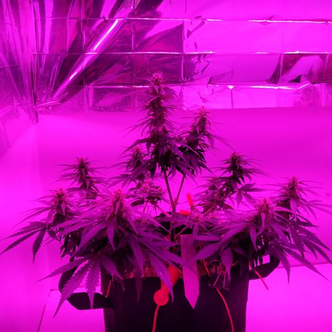 AC/DC growlog timeline photo